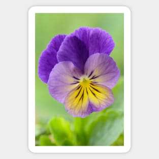 Pansy Viola Sticker